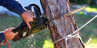 Best Tree Maintenance Programs  in Farmville, NC